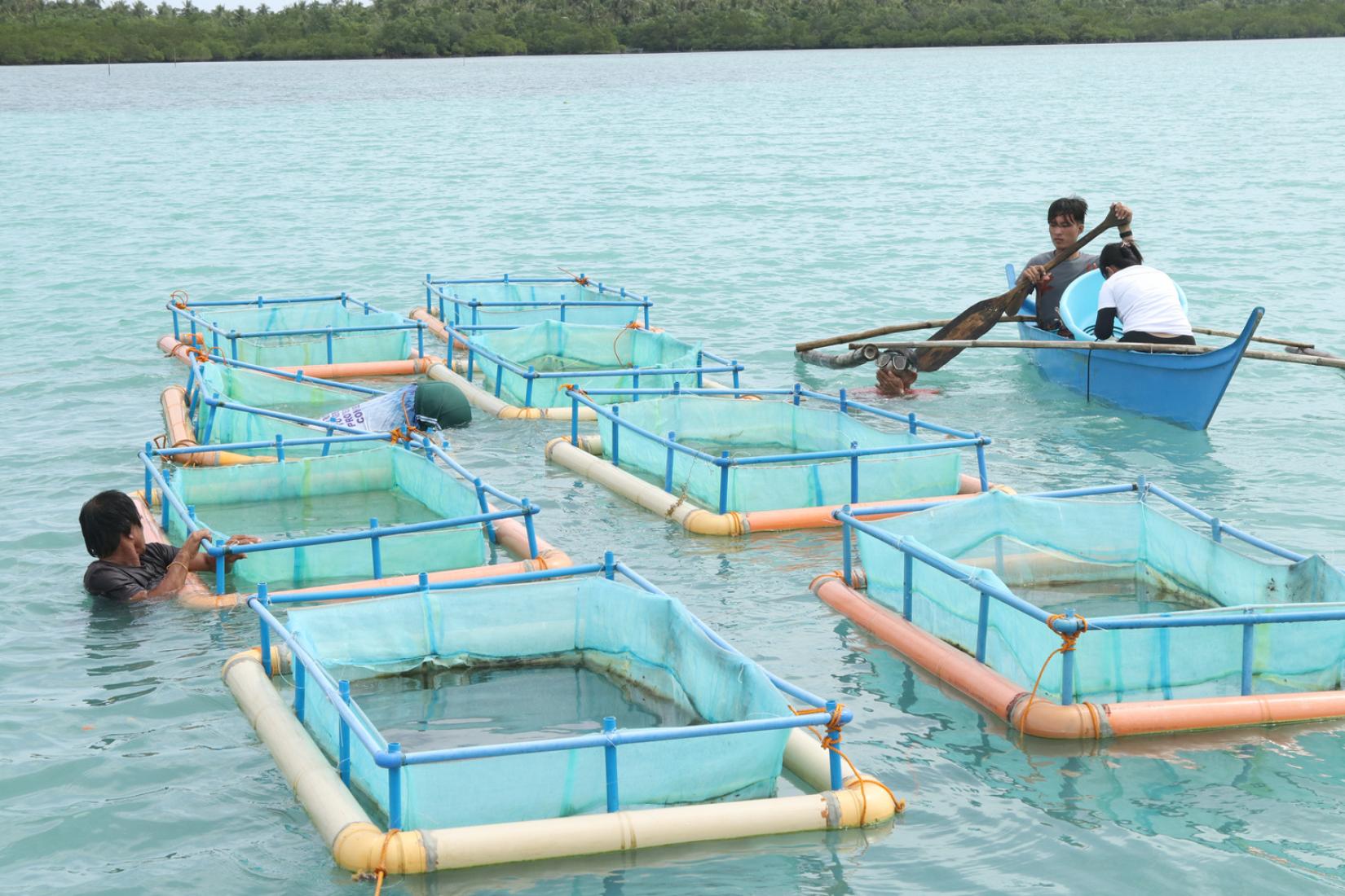 Sea cucumber farming changing lives of Filipino communities ACIAR
